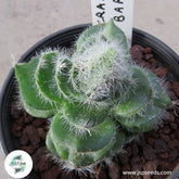 Crassula barbata / 40 seeds (Bearded-leaved Crassula)